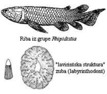 Riba iz grupe Rhipidistia