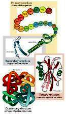 Struktura proteina