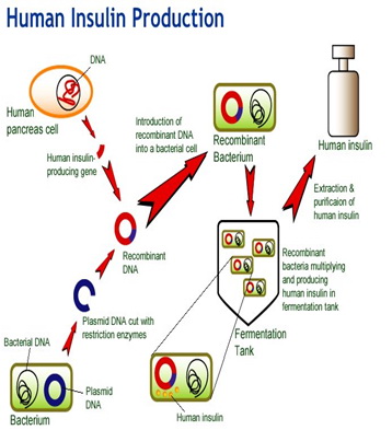 Proces proizvodnje humanog inzulina