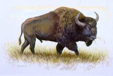 Stepski bizon