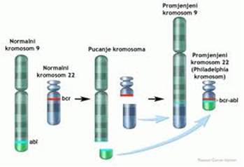 Nastanak Ph kromosoma